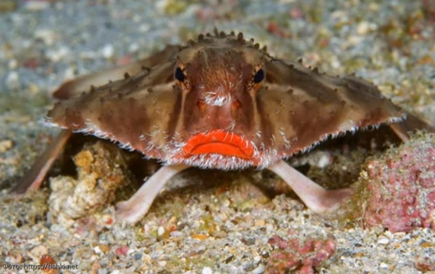 10 фото удивительных животных, внешне очень похожих на людей