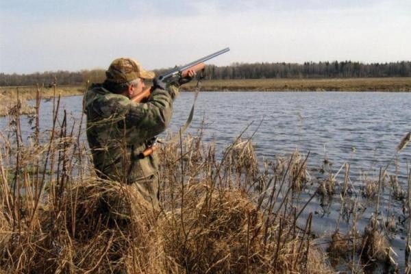 Когда наступит сезон охоты на уток в 2019 году: сроки осенней охоты 2019 в России по регионам
