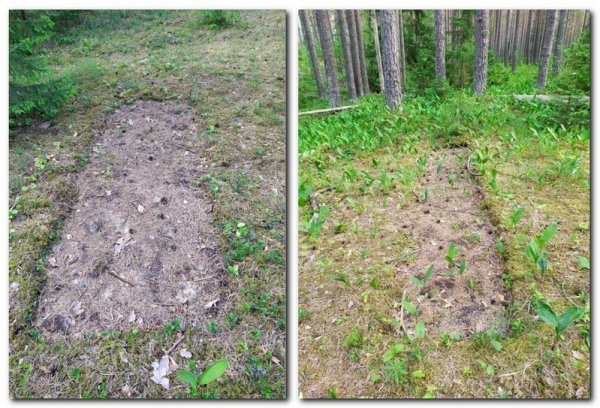 Строительство газопровода «Северный поток 2» - уничтожение природы