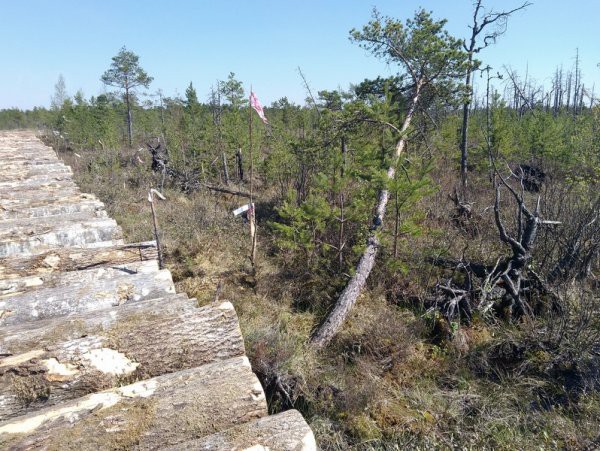 Строительство газопровода «Северный поток 2» - уничтожение природы