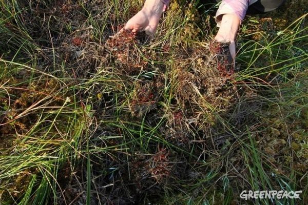 Строительство газопровода «Северный поток 2» - уничтожение природы