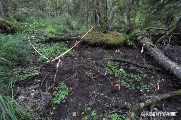 Строительство газопровода «Северный поток 2» - уничтожение природы