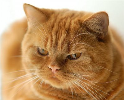 Названы кошки, которые притягивают в дом деньги, счастье и любовь