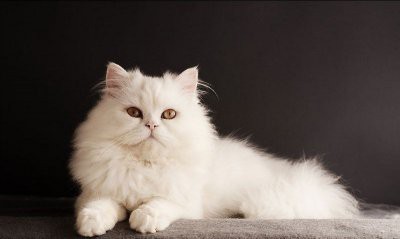 Названы кошки, которые притягивают в дом деньги, счастье и любовь