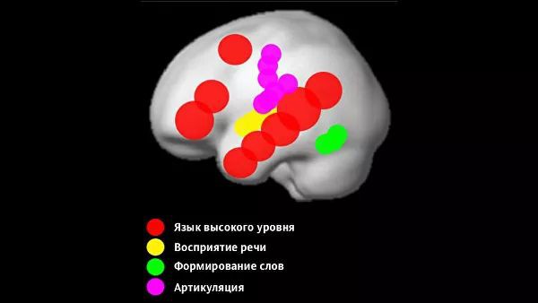 Где рождается мысль и как язык может тормозить развитие мозга