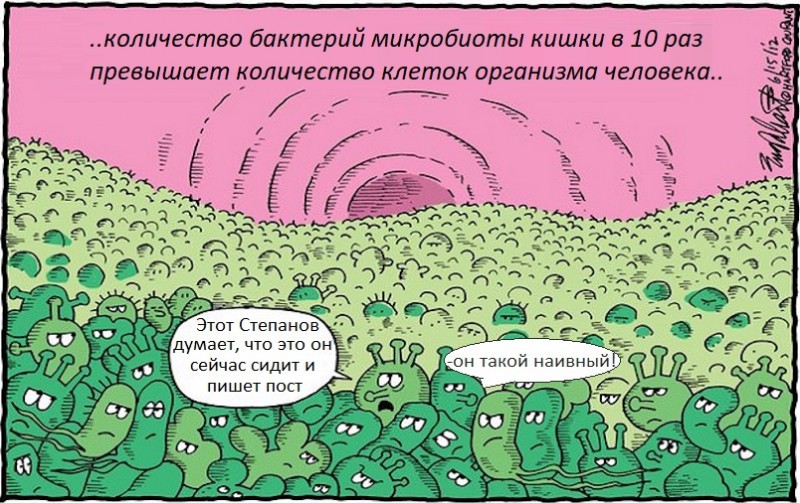 Кишечная микрофлора: получить больше энергии из меньшей пищи