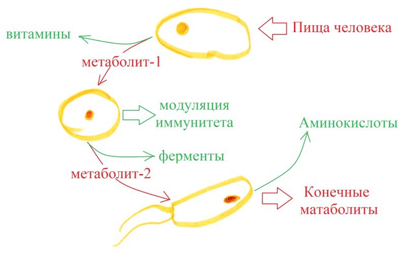 Кишечная микрофлора: получить больше энергии из меньшей пищи