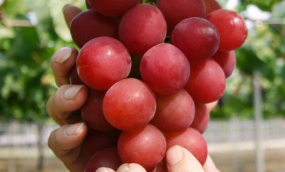 Названы самые дорогие продукты питания в мире в 2019 году