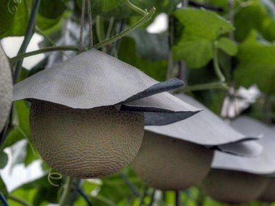 Названы самые дорогие продукты питания в мире в 2019 году