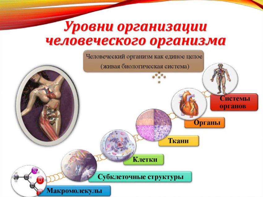 Движение - жизнь. Природосообразность двигательной активности человека