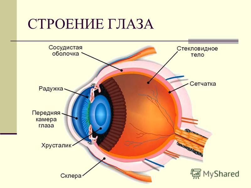 Искусственно созданный мир - биологический аватар как основа жизни Искусственно созданный мир - биологический аватар как основа жизни