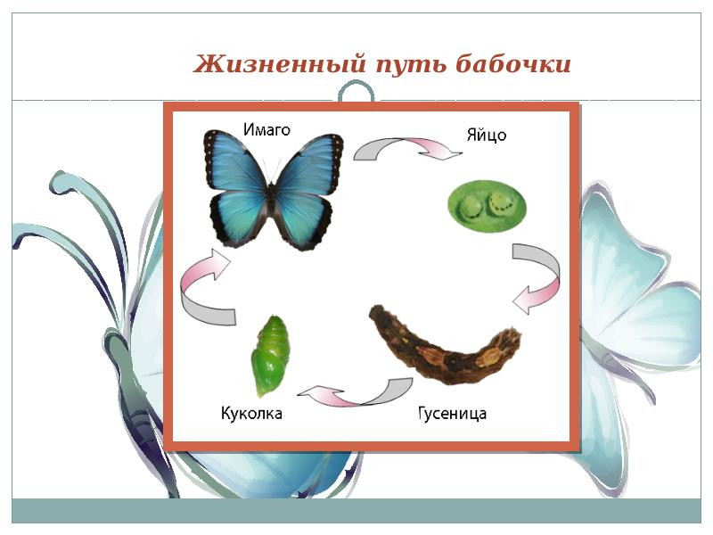 Солнечная система — живая клетка Вселенной Солнечная система — живая клетка Вселенной