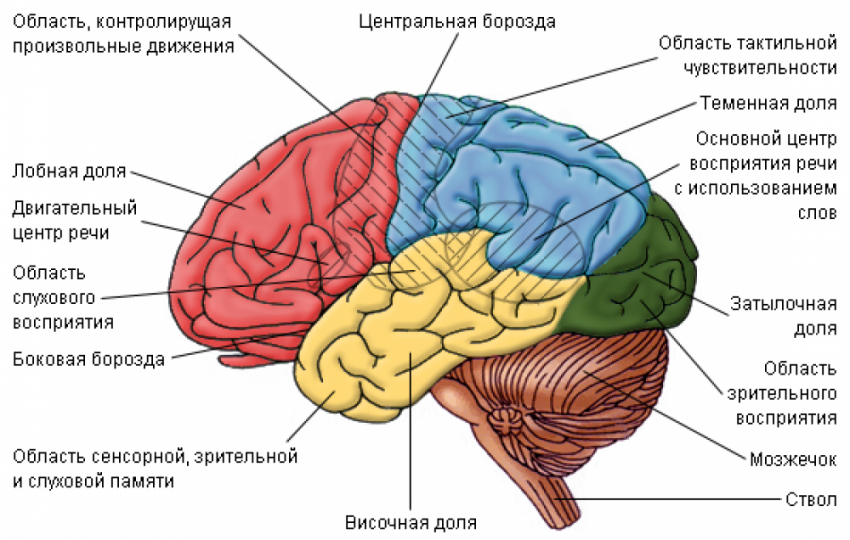Искусственно созданный мир - биологический аватар как основа жизни