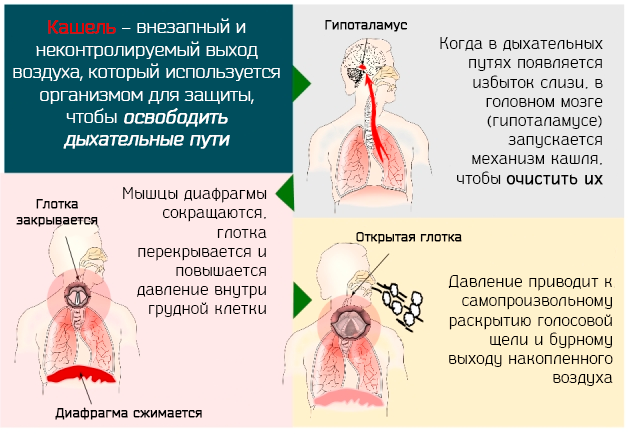 Сироп от кашля для детей: 4 группы препаратов и советы педиатра