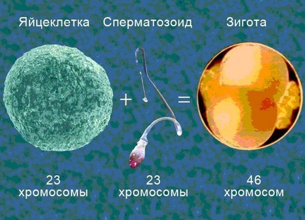 Синдром шерешевского тёрнера : 13 признаков генетического синдрома