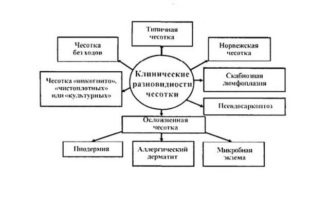 Чесотка у детей: причины, 2 основных формы, 14 принципов лечения, 5 групп препаратов