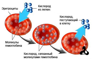 Цветовой показатель крови: причины повышенияи и 5 причин понижения уровня у детей, расшифровка результата