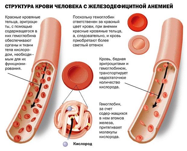 Цветовой показатель крови: причины повышенияи и 5 причин понижения уровня у детей, расшифровка результата