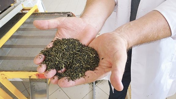 С какого возраста можно давать ребенку чай: черный или зеленый, состав напитка и как выбрать?