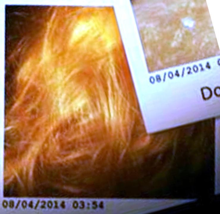 Расследование гибели Крис Кремерс и Лисанн Фрон в панамских джунглях Расследование гибели Крис Кремерс и Лисанн Фрон в панамских джунглях