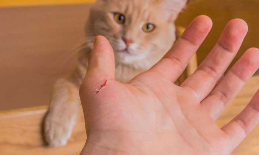 В Москве возбудили уголовное дело против мужчины, который котом избил полицейского