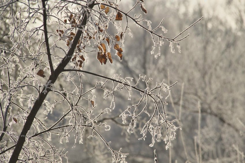 Какой сегодня праздник, 22 ноября 2019 года: Матрену Зимнюю принято отмечать в России