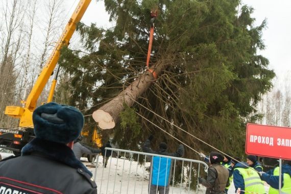 Главную елку страны готовят к отправке в Москву