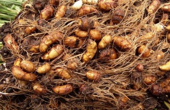 Названы 3 неожиданных продукта, которые стоит есть для профилактики рака