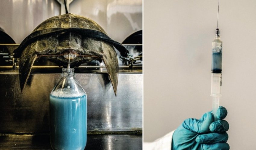 Ради чего эксплуатируют сотни тысяч мечехвостов?