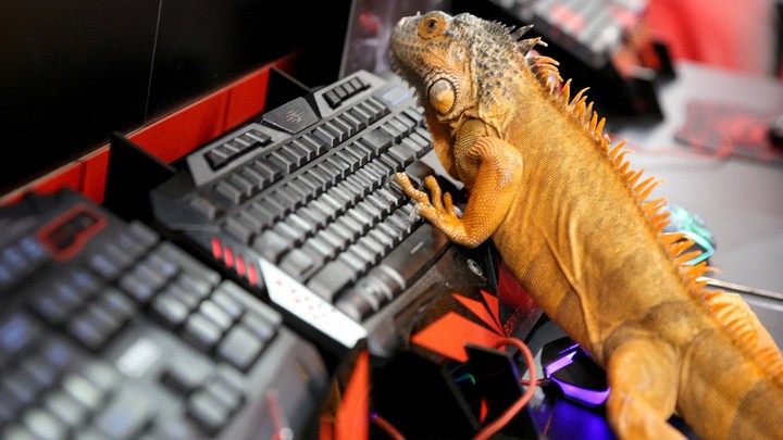 Полный Шарлот: Как толерантные певцы дебилизируют Россию