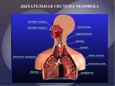 Эксперты назвали тест для проверки работы дыхательной системы в домашних условиях