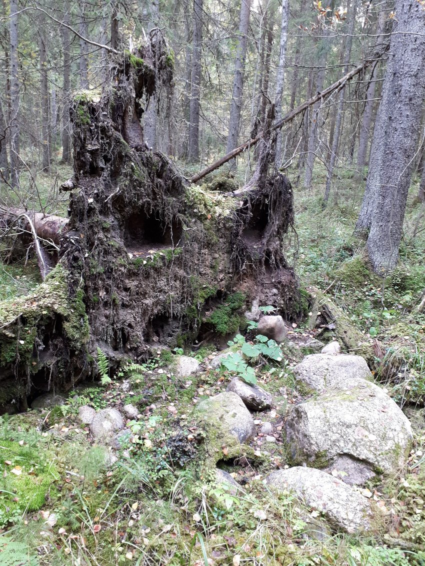 Когда утонул Пра-Питер. Часть 1.