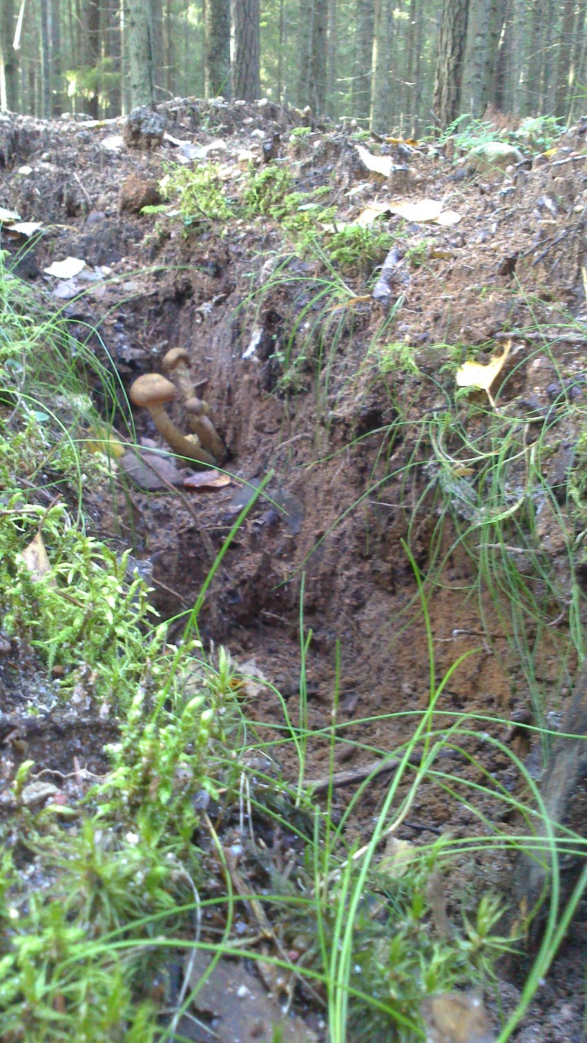 Когда утонул Пра-Питер. Часть 1.