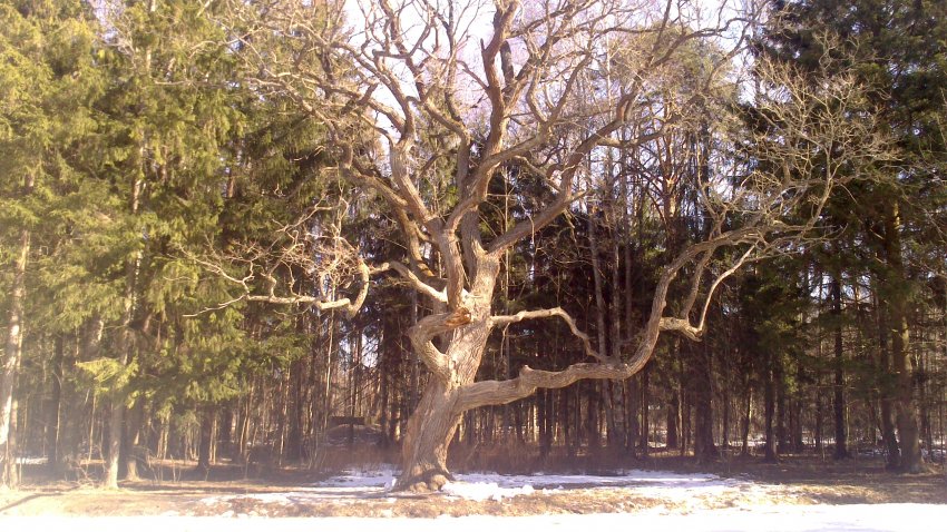 Когда утонул Пра-Питер. Часть 1.