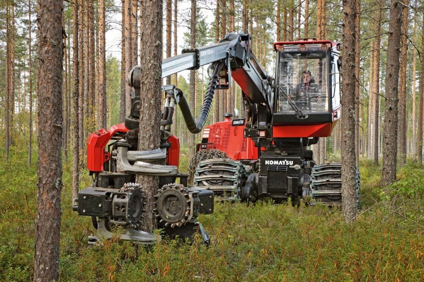 Разоблачение масштабов незаконной вырубки русского леса