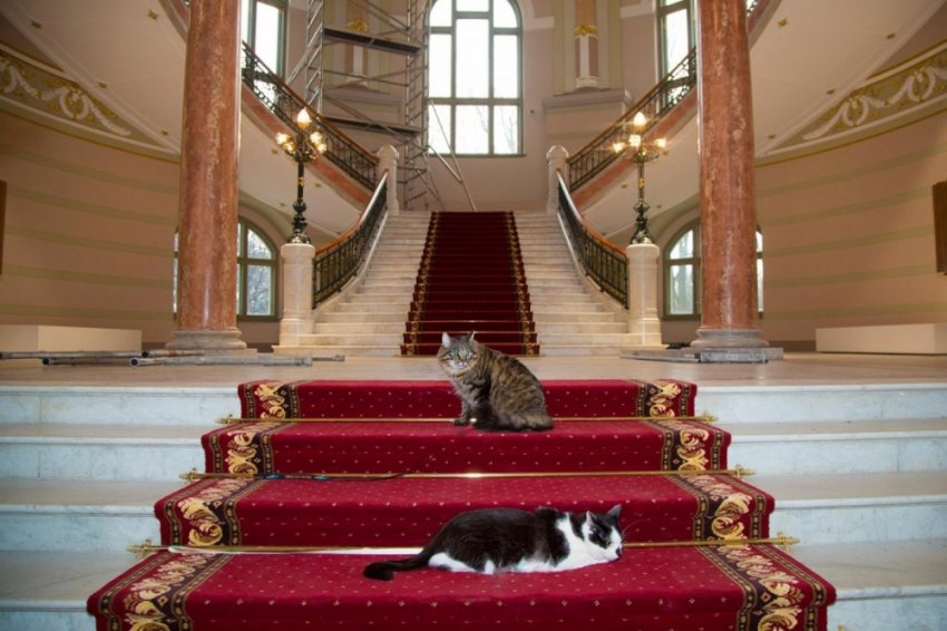 ТОП-8 фактов из истории котиков на Руси