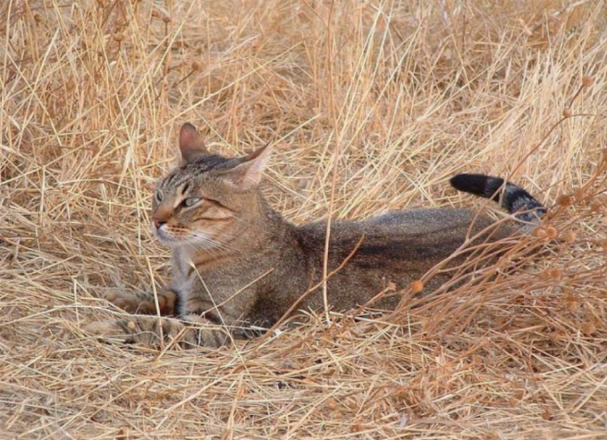 ТОП-8 фактов из истории котиков на Руси