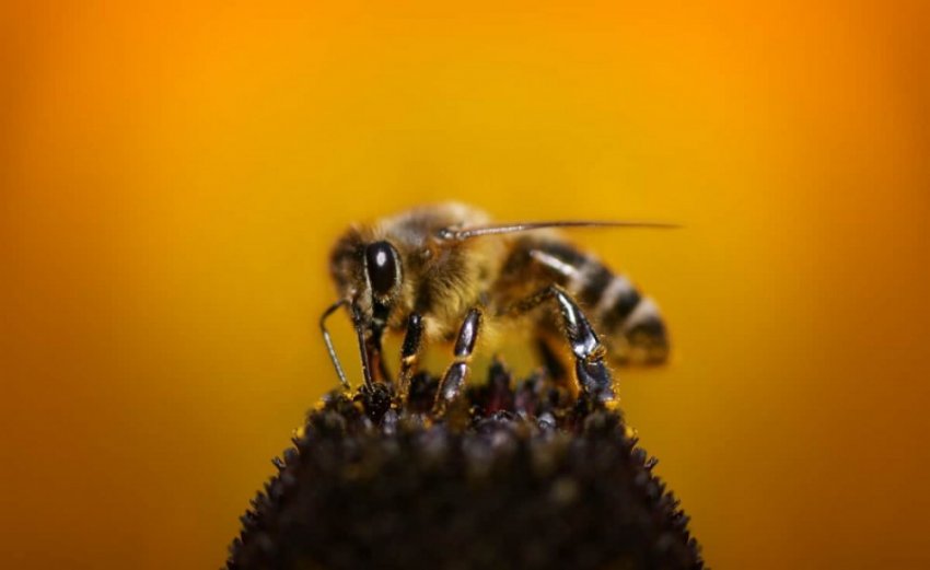 Загадка старинного мёда, или чем питались наши предки