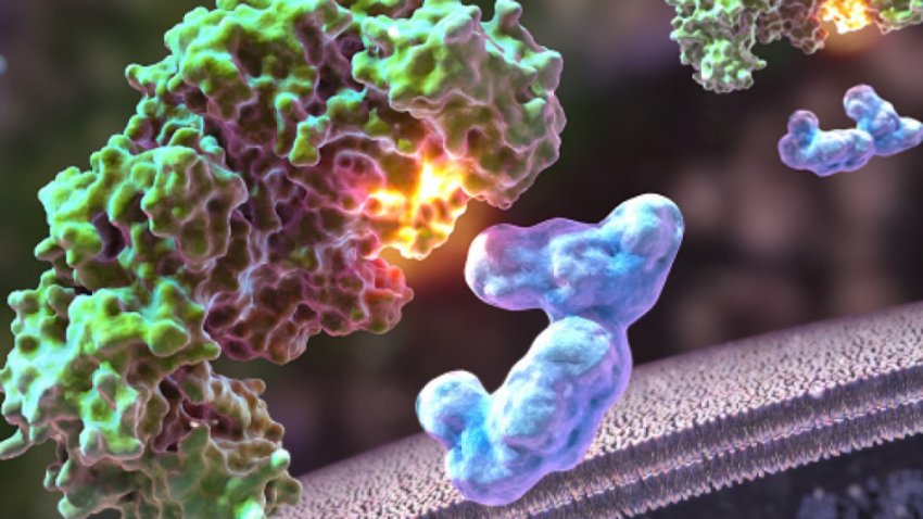 Как устроен метаболизм внутри человека?