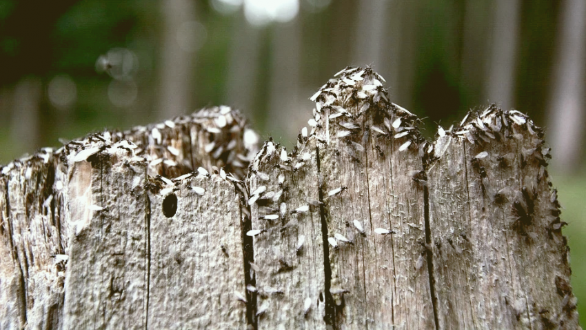 Крылатые муравьи атакуют Великобританию: местные жители считают, что это еще один предвестник конца света