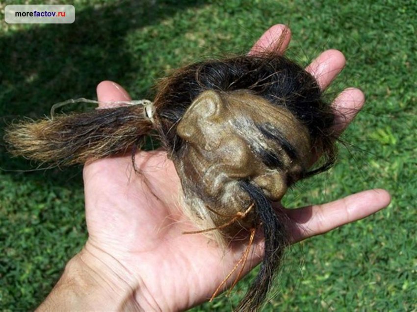 Как создавались Тсантса - высушенные человеческие головы?