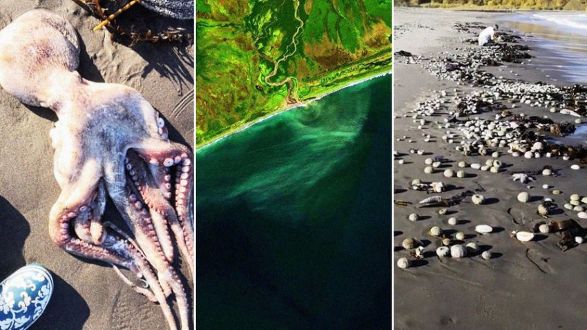 На Камчатке уже в другом месте начали массово гибнуть морские животные