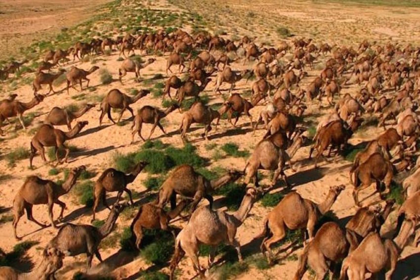 Веганы: как отказ от мяса может привести к экологической катастрофе