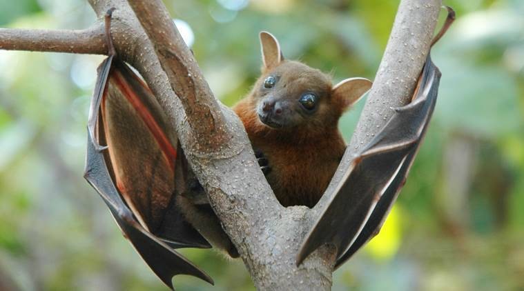 Что можно ожидать в 2021 году от вируса Nipah, вспышки которого фиксируются в странах Азии