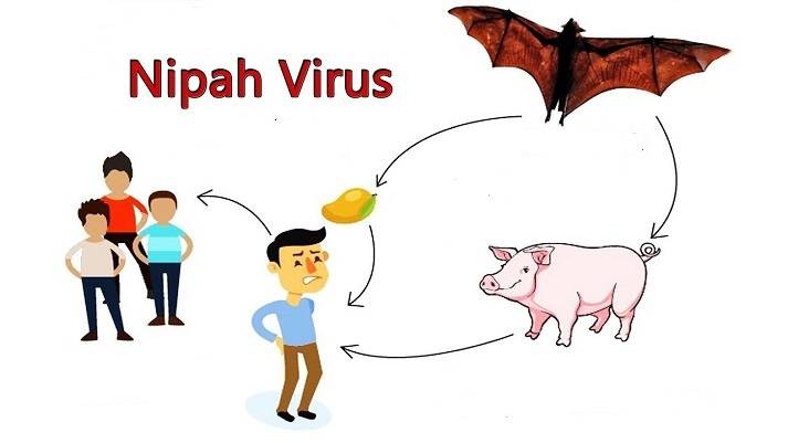 Что можно ожидать в 2021 году от вируса Nipah, вспышки которого фиксируются в странах Азии