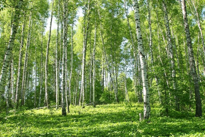 Сборщики березового сока рассказали, когда наступит сезон сбора в 2021 году Сборщики березового сока рассказали, когда наступит сезон сбора в 2021 году