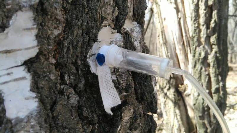Сборщики березового сока рассказали, когда наступит сезон сбора в 2021 году Сборщики березового сока рассказали, когда наступит сезон сбора в 2021 году