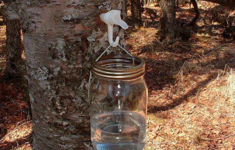 Сборщики березового сока рассказали, когда наступит сезон сбора в 2021 году Сборщики березового сока рассказали, когда наступит сезон сбора в 2021 году