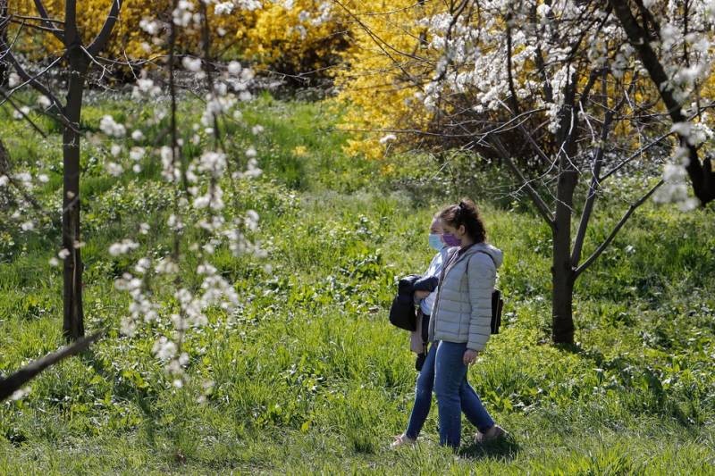 Может ли пыльца с растений увеличить вероятность заболеть коронавирусом