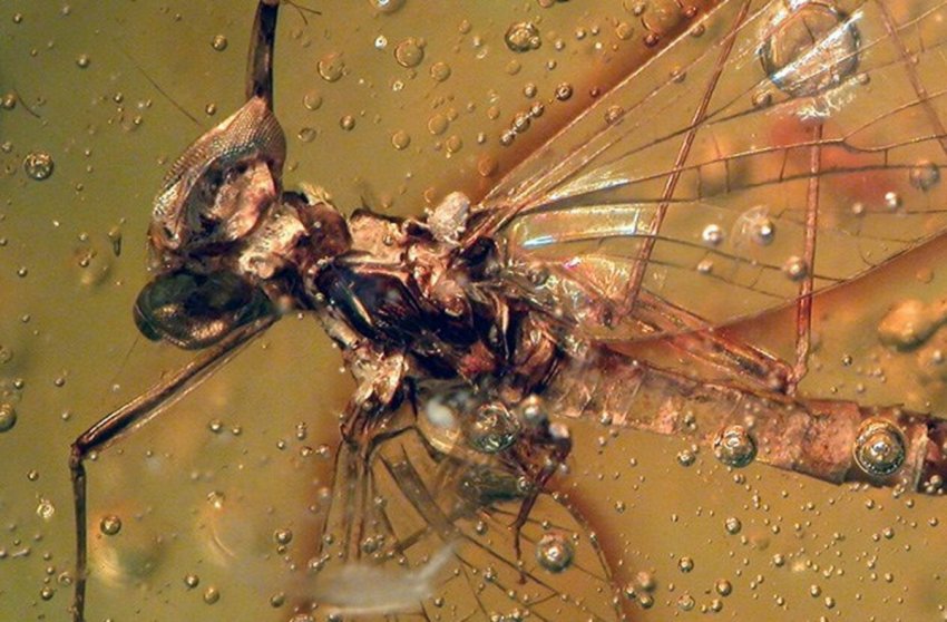 ТОП-10 Необычных находок сохранившихся в янтаре